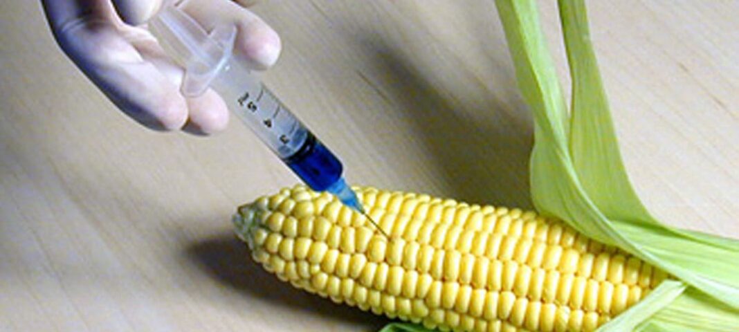 GMO-studier folkkampanjer icke-GMO William Europa börjar med GMO nya monopol Nordirland GMO-grödor