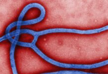 Kritiker ifrågasätter satsning på 60 miljoner dollar för ebolavaccin baserade på plattformar från covid-eran ebola-viruset Eboladramat Dr Mercola ebolavaccin covid-eran