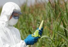 Vems spannmål skickas från Ukraina? gmo människan steril March Against Monsanto GMO-majs genmodifierade Hawaii-ö GMO-förbud bioteknikindustrins Monsantoanställd Monsantos Polen förbjuder organrubbningar slutet för mänskligheten spannmål glyfosat och cancer i skadestånd indisk bonde oundvikligt