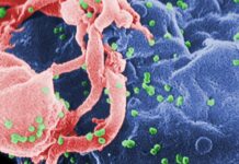 Marilyn: Död i Maryland – en uppvisning i forskarnas egna apkonster HIV och AIDS Marilyn