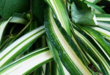 Växter som rensar ditt hem på kemikalier krukväxter Växter som rensar