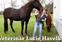 Veterinären som använder alternativa metoder – för djurens bästa Veterinären