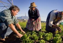 Stor oro bland vita farmare i Sydafrika när staten planerar att ta deras mark jordbruk Sydafrika
