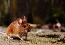 Stanford skapar en chimär mellan människa och mus vars hjärnbark till 92 procent består av mänsklig hjärnvävnad Regeneration två fäder mänsklig hjärnvävnad