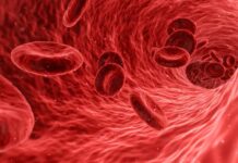 För ett friskt liv långt upp i åldern krävs frisk glykokalyx Dr. Jane Ruby koagulera Kanadensisk läkare för vår hälsa Glycocalyx ovaccinerat blod blodproppar hos äldre åldrande terminala arterioler importance for our health Vad är glykokalyx Läkarutbildningens vita fläck