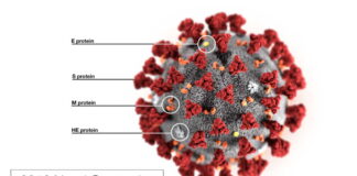 Corona-krisen: Hur klarar Sverige en pandemi? stänga ner Covid-19 och kolesterol Biovapenexpert Coronaviruset sars-cov-2 corona-tester sammanfattar vetenskapen och coronakrisen allvarlig sjukdom Sture Blomberg långcovid Covid-spikproteiner