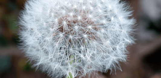 Naturlig Lag Vakenrörelsen blir