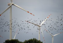 Nya studier avslöjar vindkraftens förödande påverkan på fågel- och fladdermuspopulationer Riv vindkraftverk vindkraftsindustrizon trasiga rotorblad vindkraftens förödande påverkan