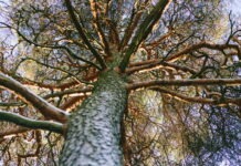 Varför mår naturen inte bra? från början och till slut mår naturen inte bra