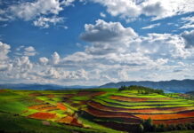 Globalisternas krig mot livets grundstenar livets grundstenar Elements of Life