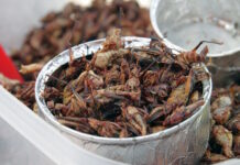 Italien förbjuder insektsmjöl i pizza och pasta insektsmjöl insektsmjöl i populära livsmedel