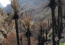 Jakt på mordbrännare som startade förödande skogsbränder på Teneriffa förödande skogsbränder