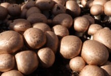 Sex svampar du kan äta för att förebygga kognitiv försämring och minska din risk för demens kognitiv försämring ergotionin i svamp jordhälsa