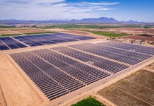 Ett brott mot naturen: Uråldriga olivträd rivs upp för solparker i Spanien Solenergianläggningar Uråldriga olivträd rivs upp