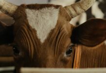 Bojkotta Arla och Bovaer Bojkotta Arla