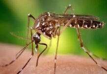 Forskare varnar för att använda myggor för att vaccinera människor orsakar malaria myggor för att vaccinera människor Genetiskt modifierade myggor