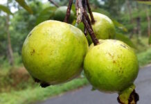 Guava: En superfrukt fylld med tropisk njutning och hälsofördelar tropisk njutning