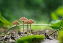 Ny studie: Patient med avancerad Alzheimers sjukdom återfick talförmåga, minne och blåskontroll efter en enda dos psilocybin Psilocybin förlänger livslängden avancerad Alzheimers sjukdom