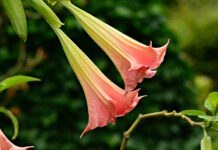 Ett mejl i Epstein-dokumenten visar att han odlade änglatrumpet för att utvinna skopolamin – ett ämne som tar bort den fria viljan och raderar offrens minne skopolamin