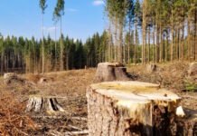 Google-ägt bolag avverkade 330 hektar skog i Finland utan lagkrävd miljöbedömning lagkrävd miljöbedömning