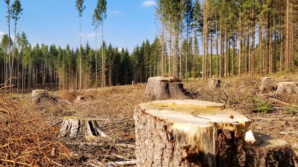skogsavverkning lagkrävd miljöbedömning